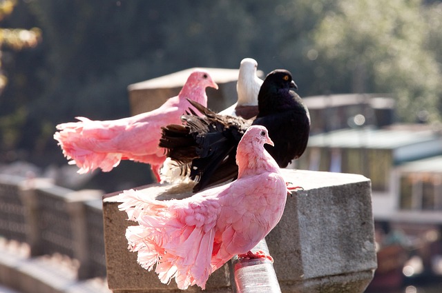 快船主场迎 快船主场迎